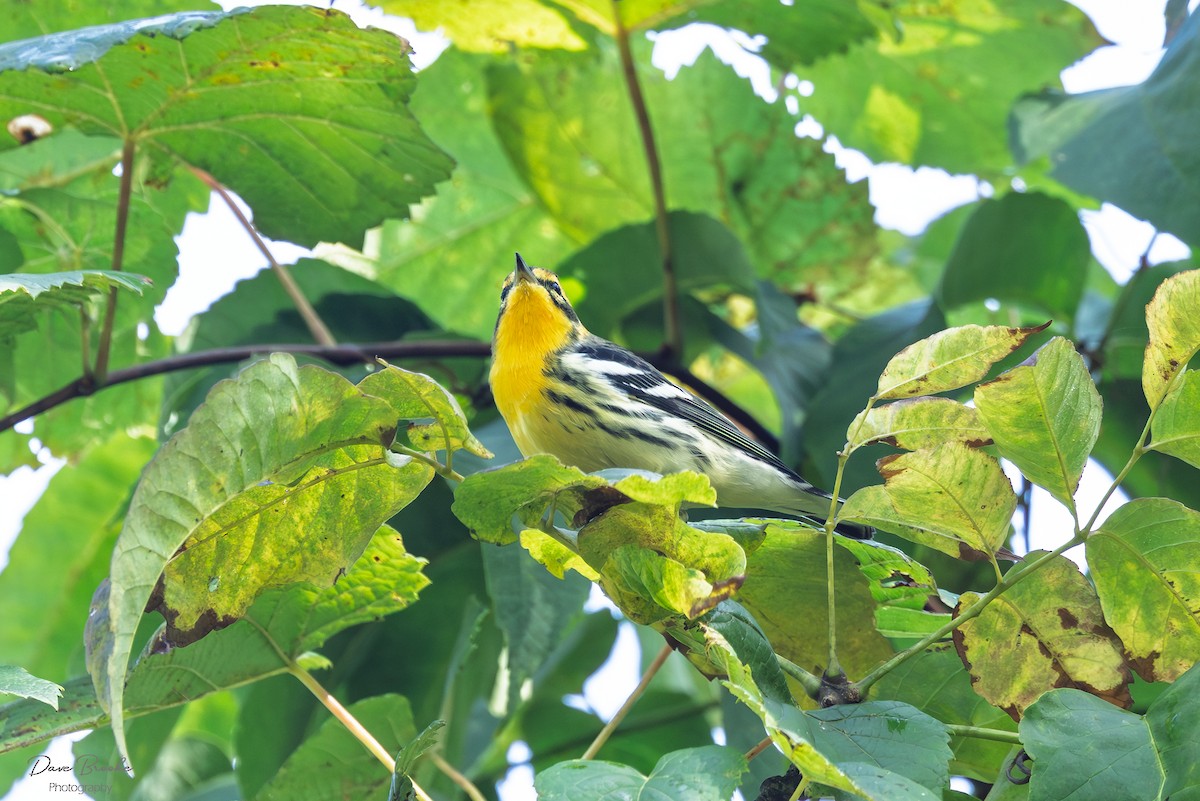 Blackburnian Warbler - ML641532964