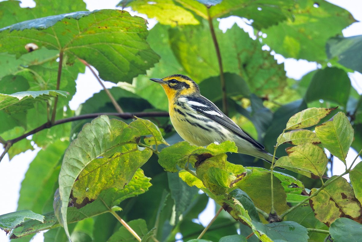 Blackburnian Warbler - ML641532965