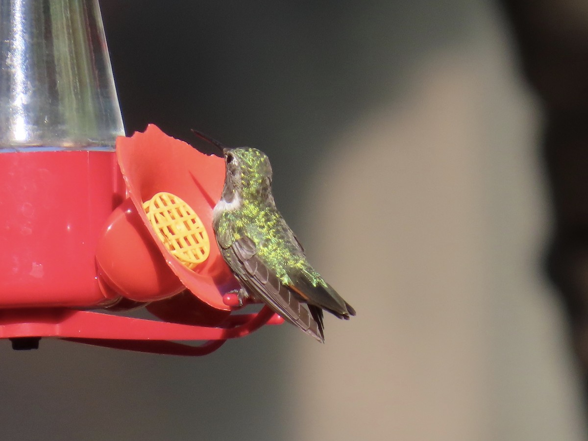 Broad-tailed Hummingbird - ML641533037