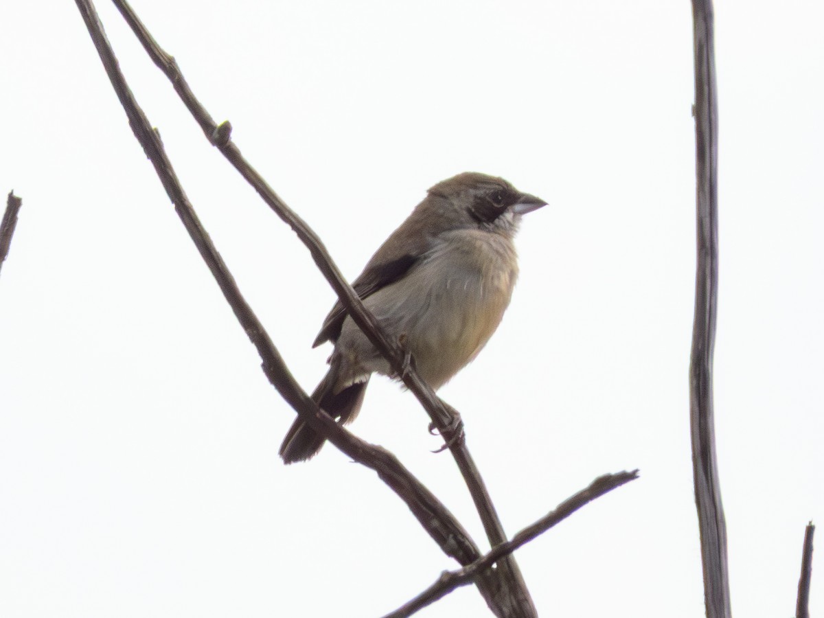 White-banded Tanager - ML641533082
