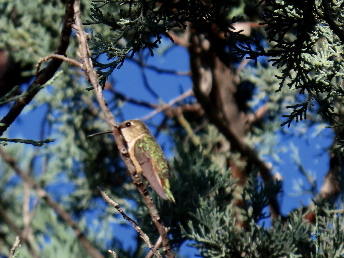 Broad-tailed Hummingbird - ML641533098