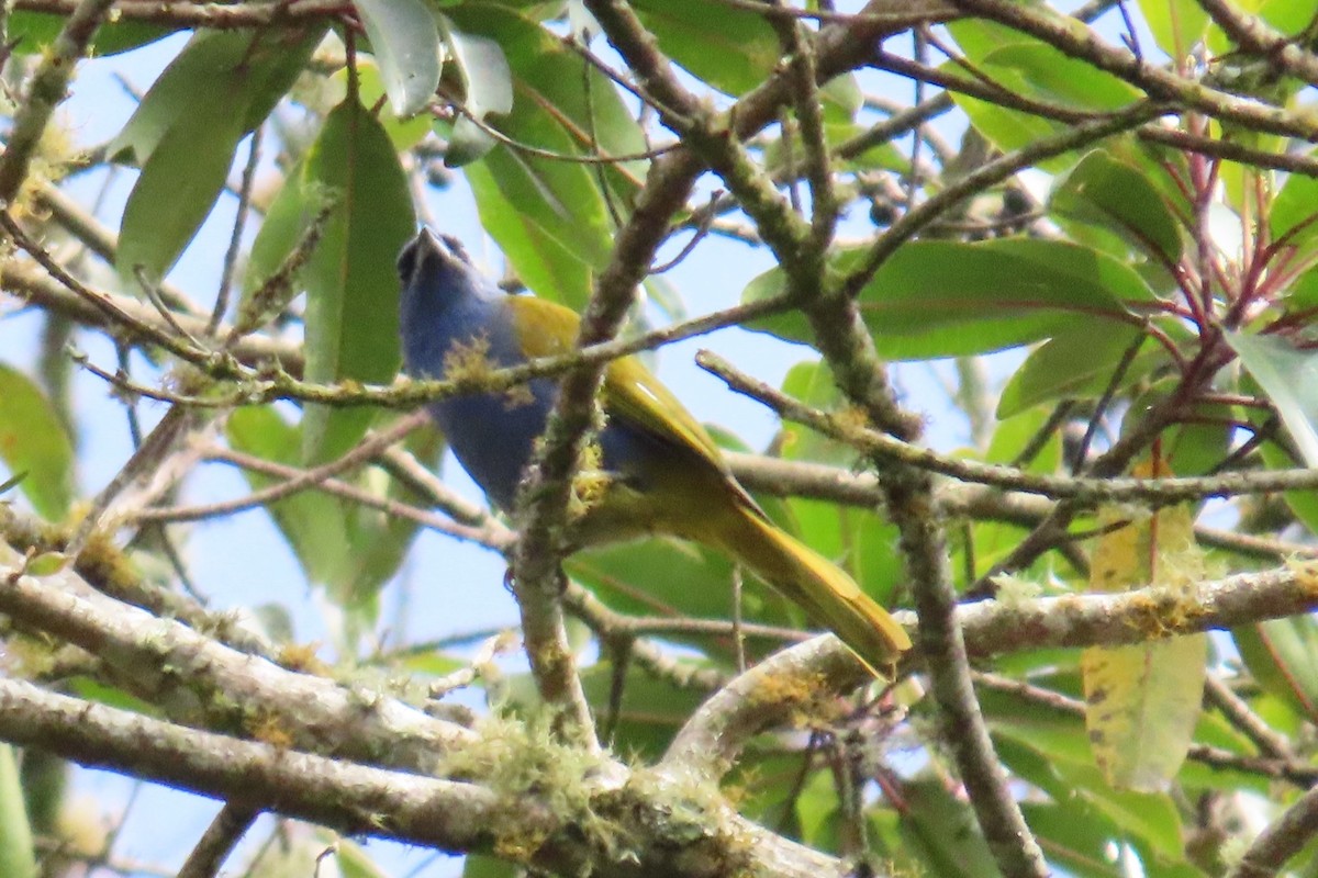 Blue-capped Tanager - ML641533108