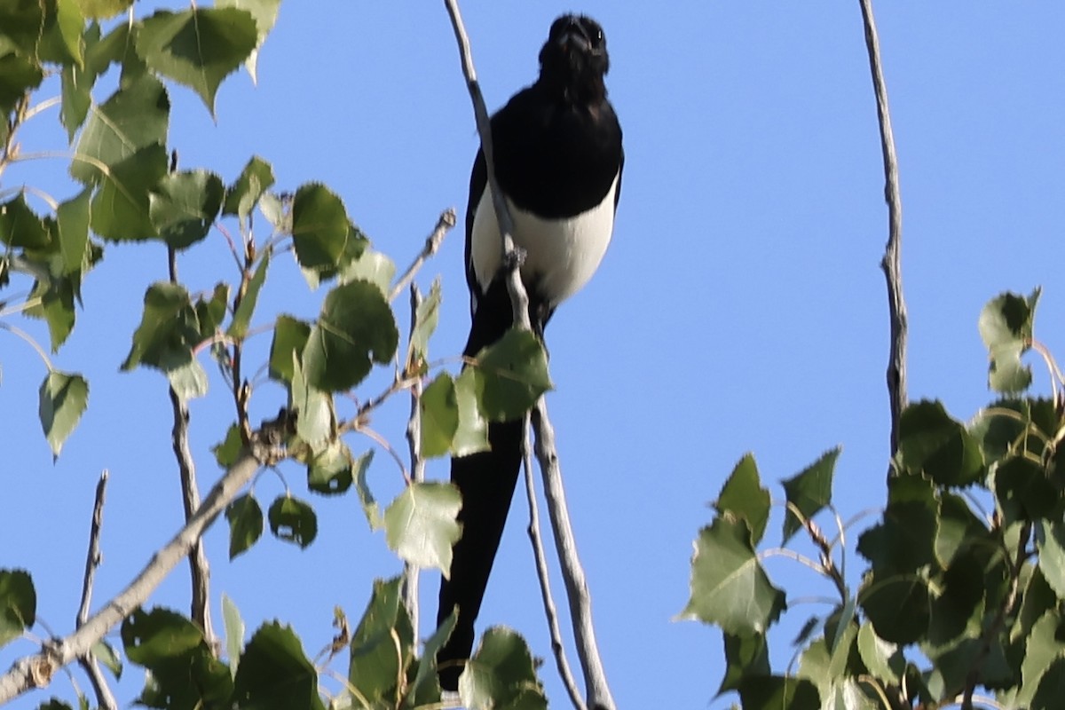 Black-billed Magpie - ML641533118