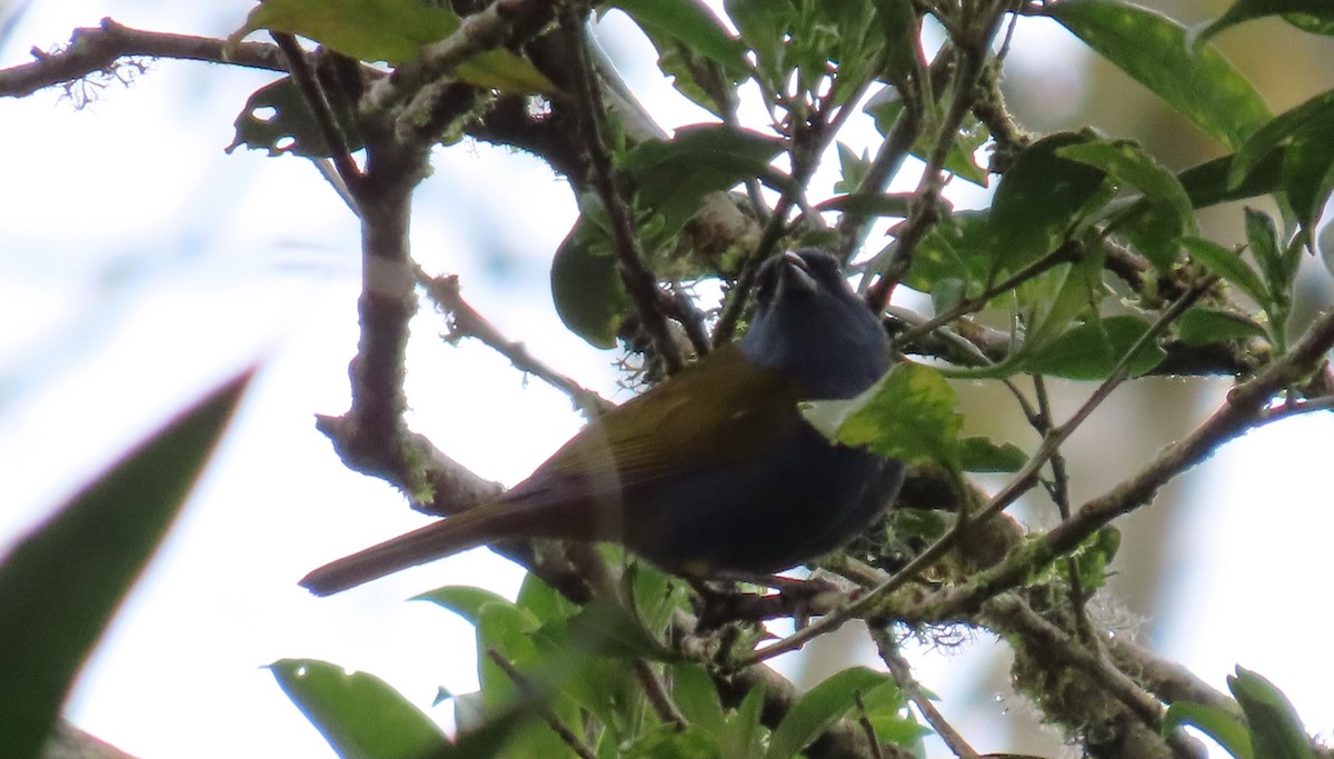 Blue-capped Tanager - ML641533152