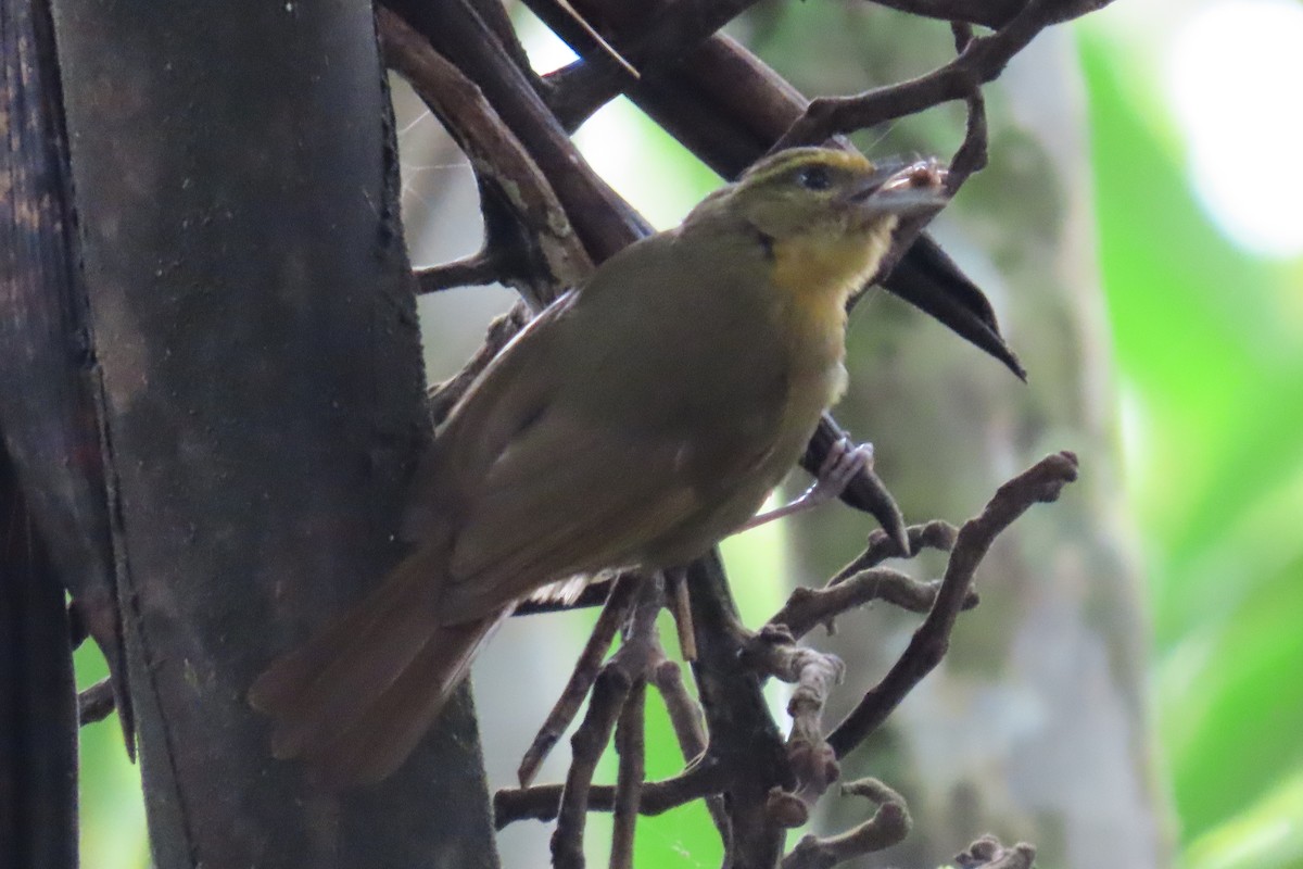 チャイロモリフウキンチョウ - ML641533181
