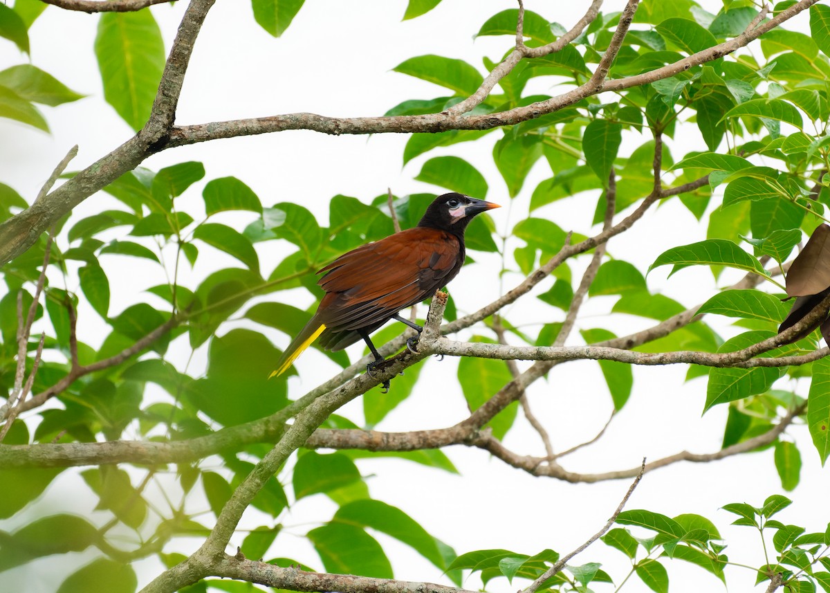 Montezuma Oropendola - ML641533229