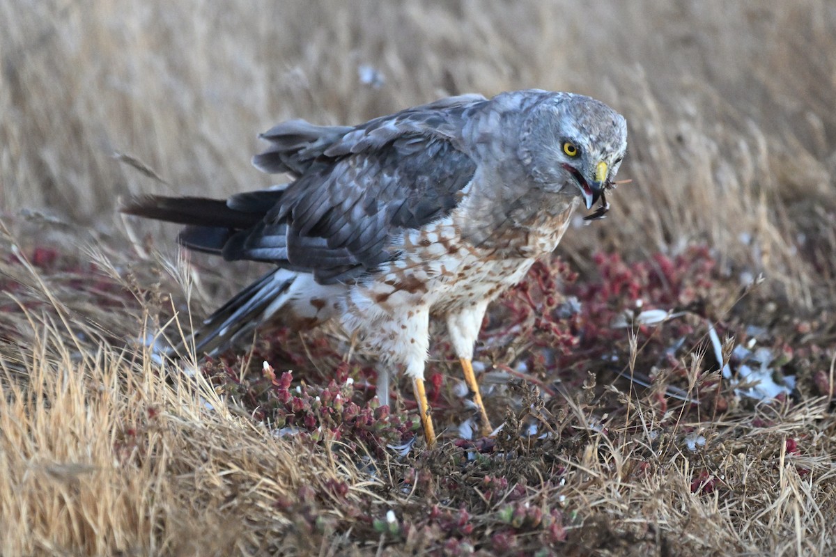 Northern Harrier - ML641533254