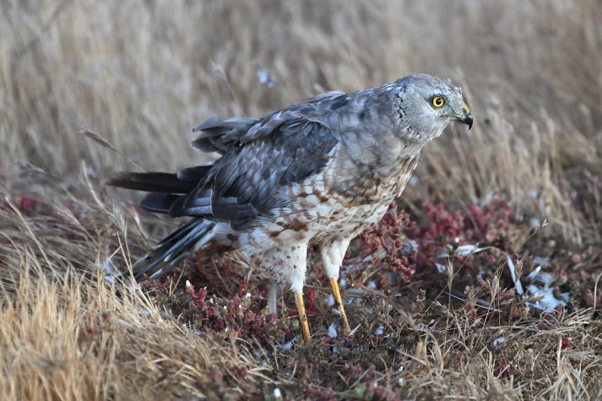 Northern Harrier - ML641533255