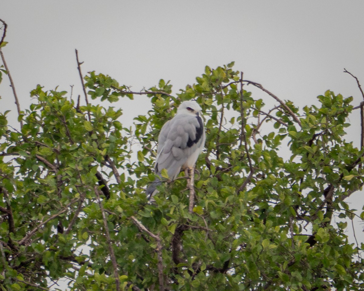 hvithaleglente - ML641533268