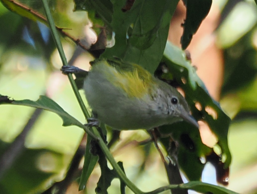 Lesser Greenlet - ML641533331
