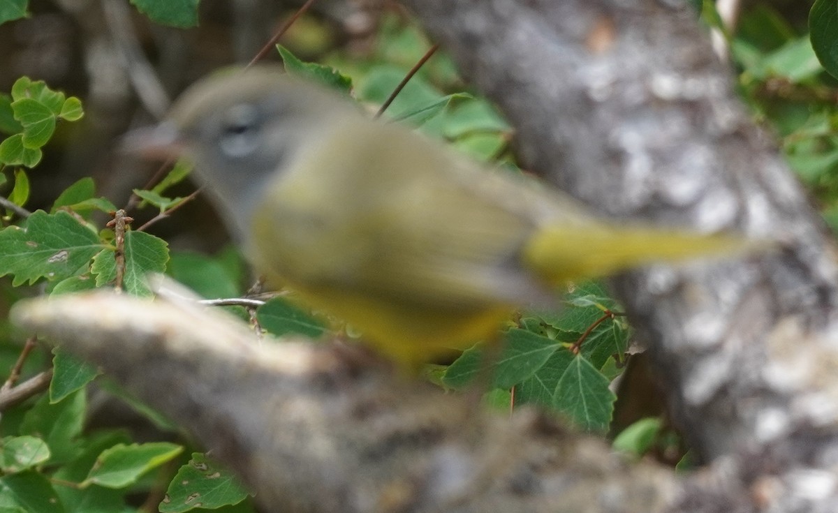 MacGillivray's Warbler - ML641533351