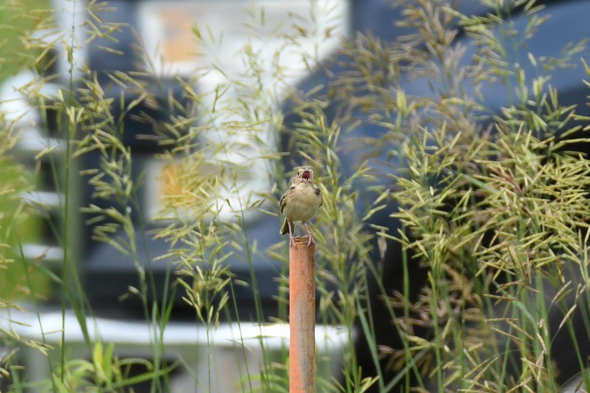 Grasshopper Sparrow - ML641533453