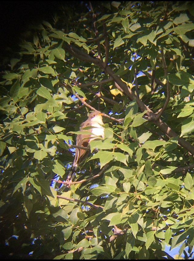 Yellow-billed Cuckoo - ML641533455