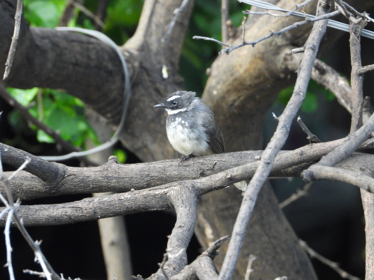 Spot-breasted Fantail - ML641533618