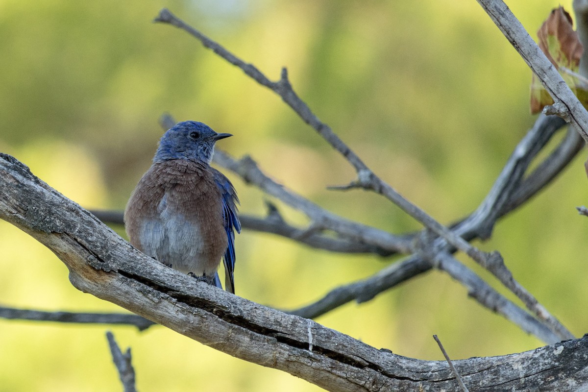 Western Bluebird - ML641533642