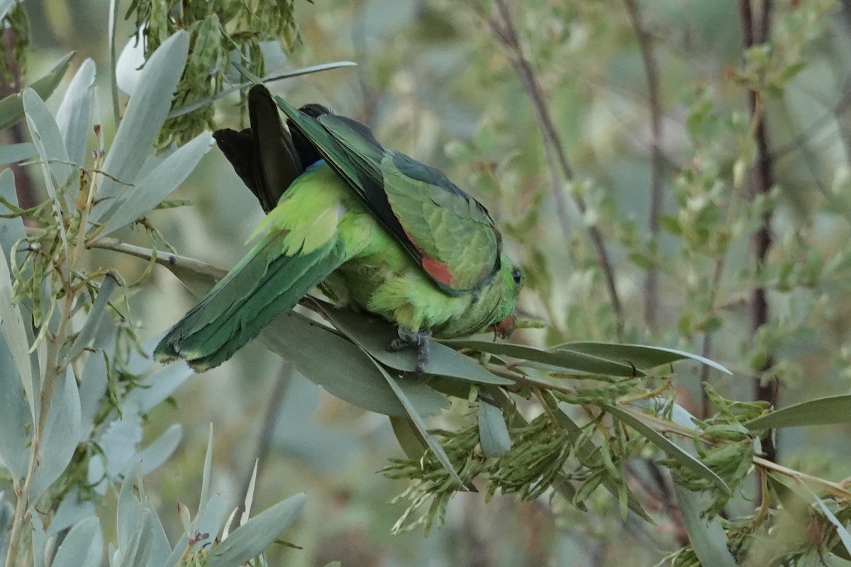 ハゴロモインコ - ML641533643
