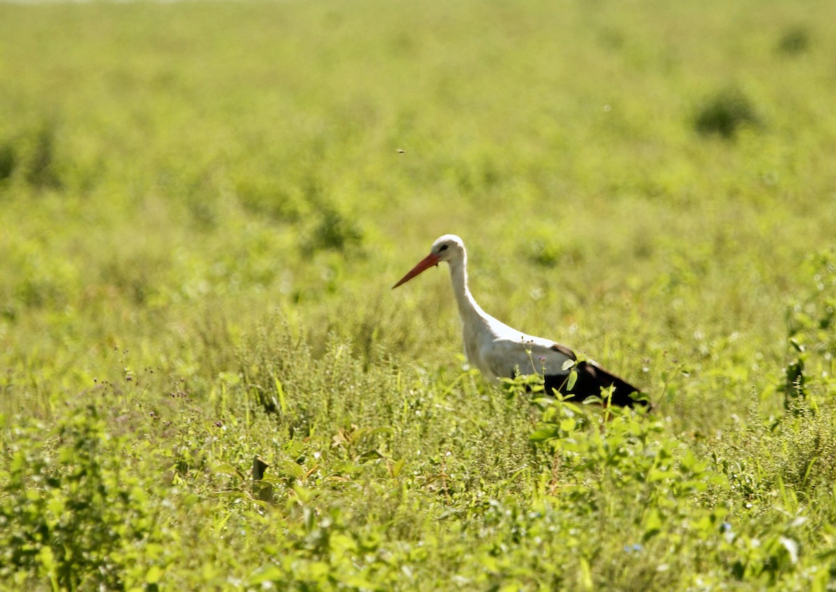 White Stork - ML641533659