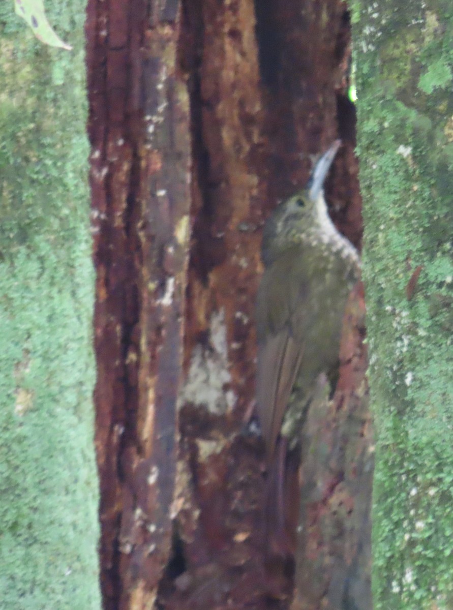 Olive-backed Woodcreeper - ML641533667