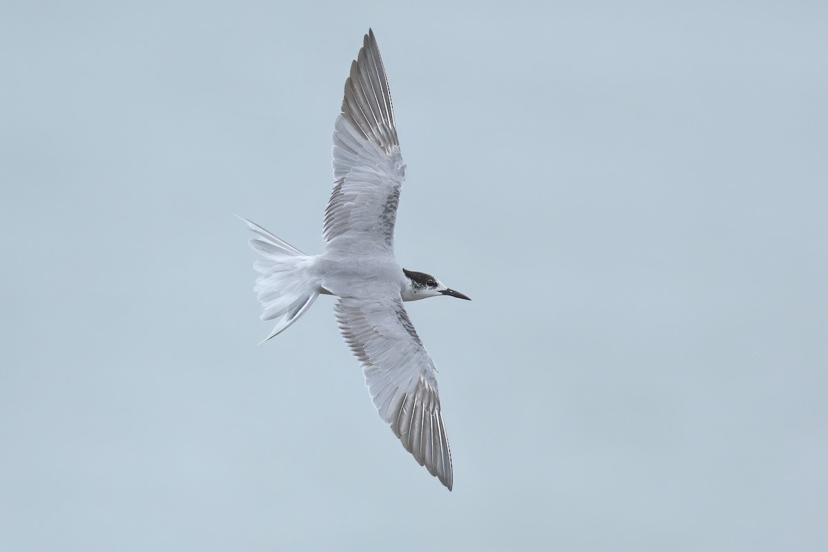 Common Tern - ML641533689