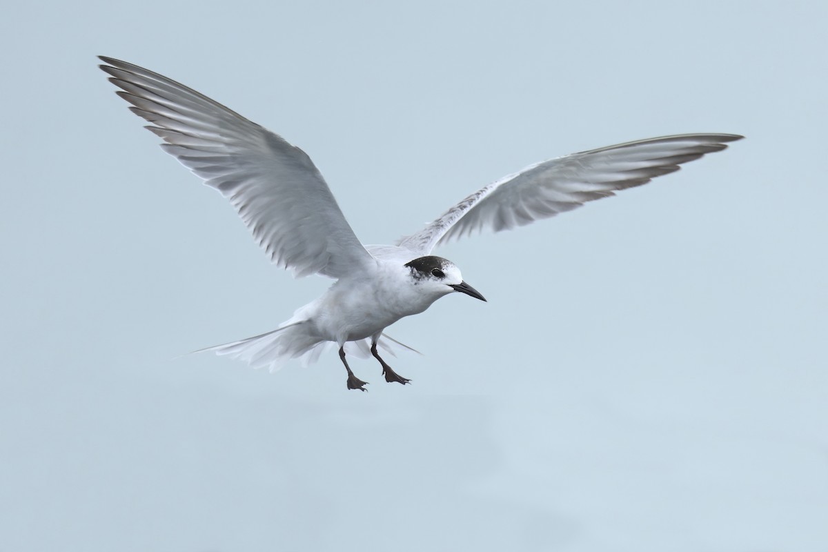 Common Tern - ML641533690