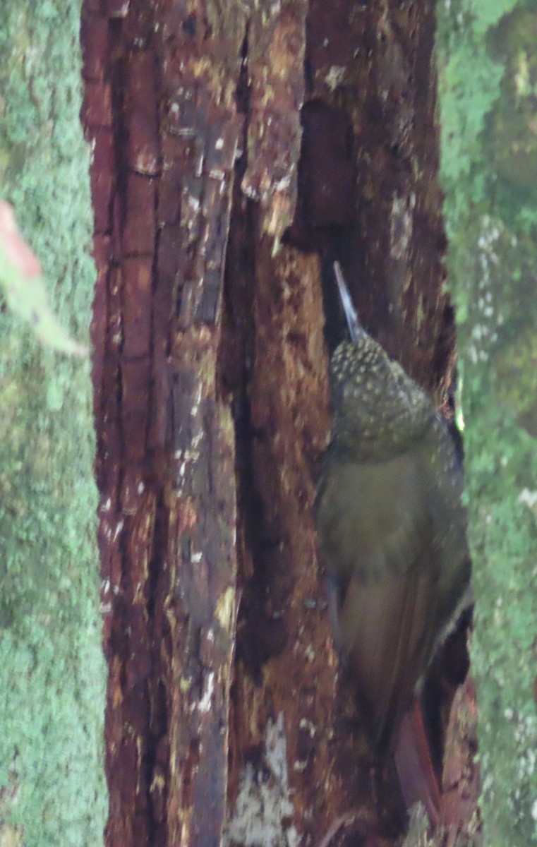 Olive-backed Woodcreeper - ML641533699
