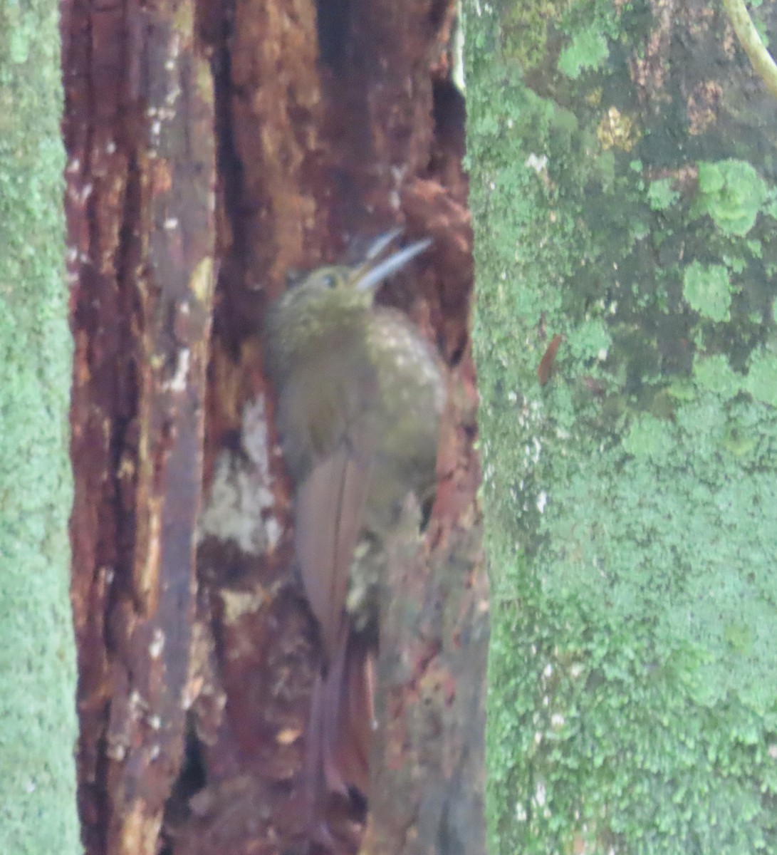 Olive-backed Woodcreeper - ML641533779