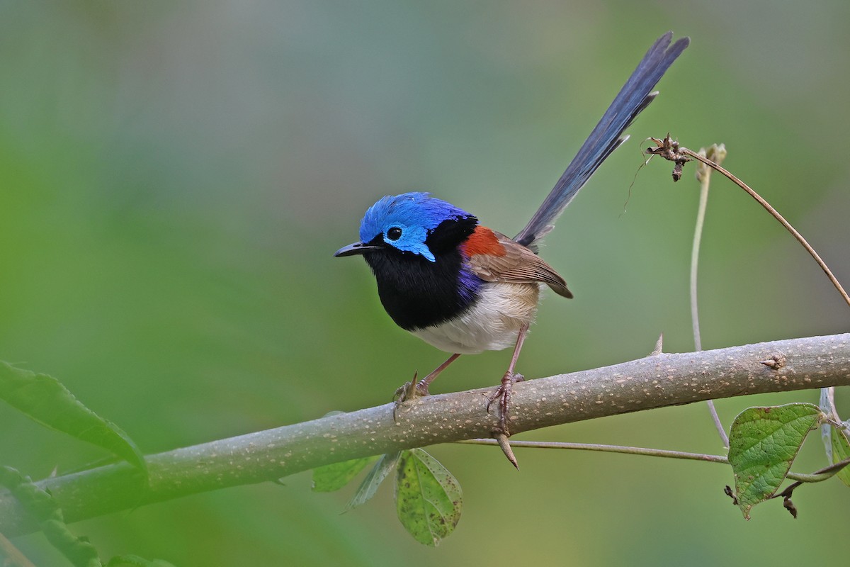 Variegated Fairywren - ML641533780