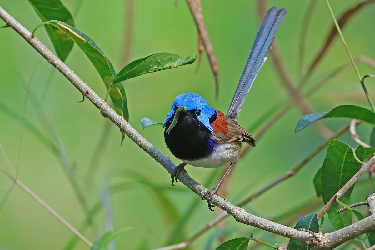 Variegated Fairywren - ML641533781