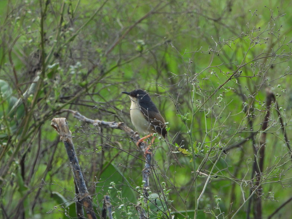 Ashy Prinia - ML641533834