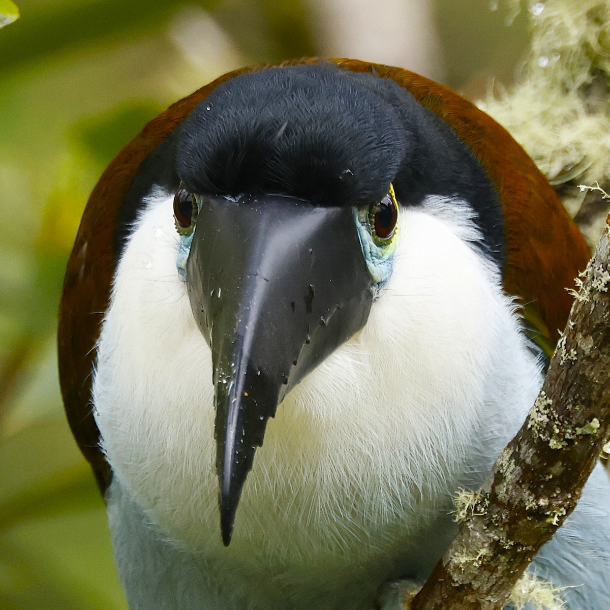 Black-billed Mountain-Toucan - ML641533882