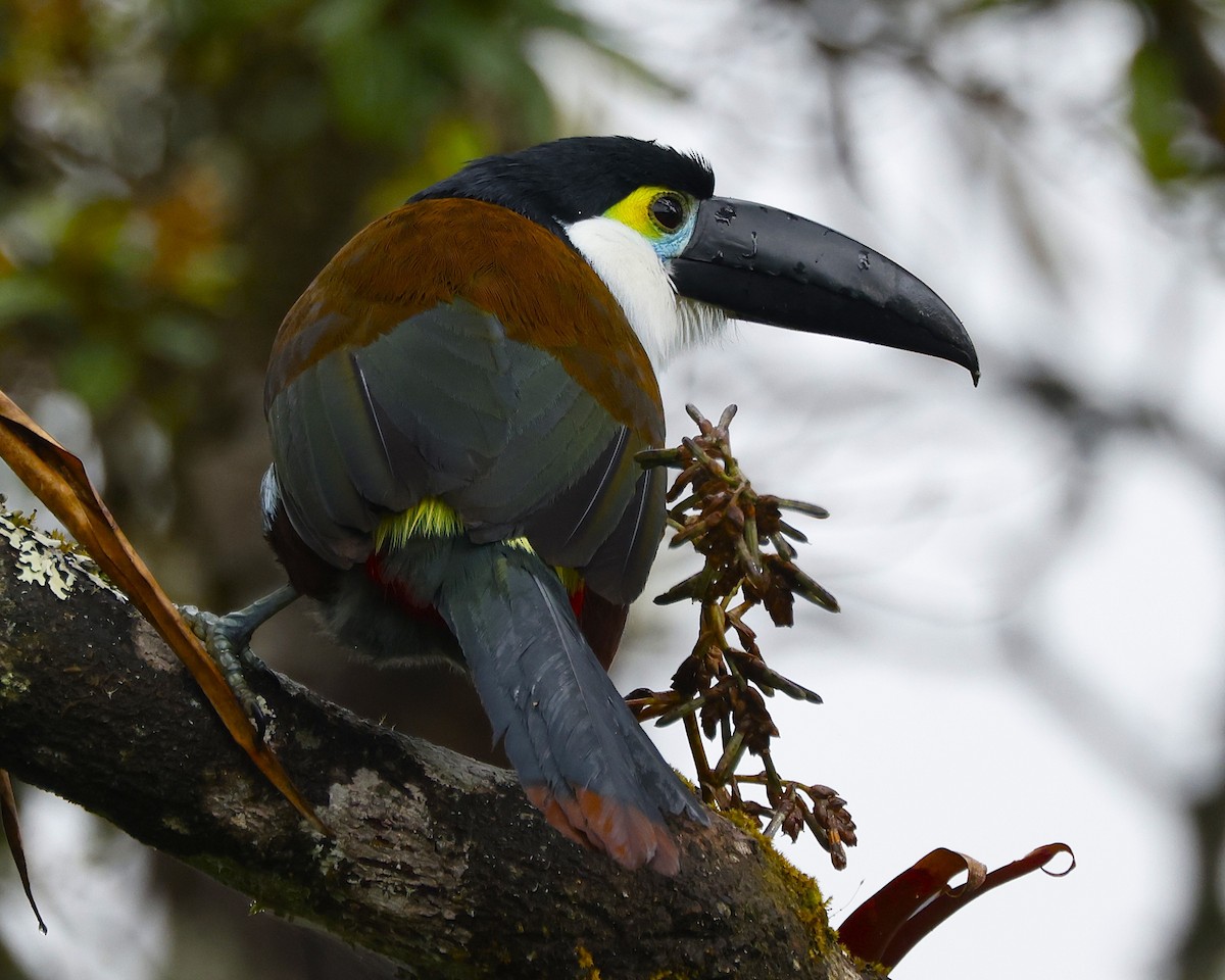 Black-billed Mountain-Toucan - ML641533883