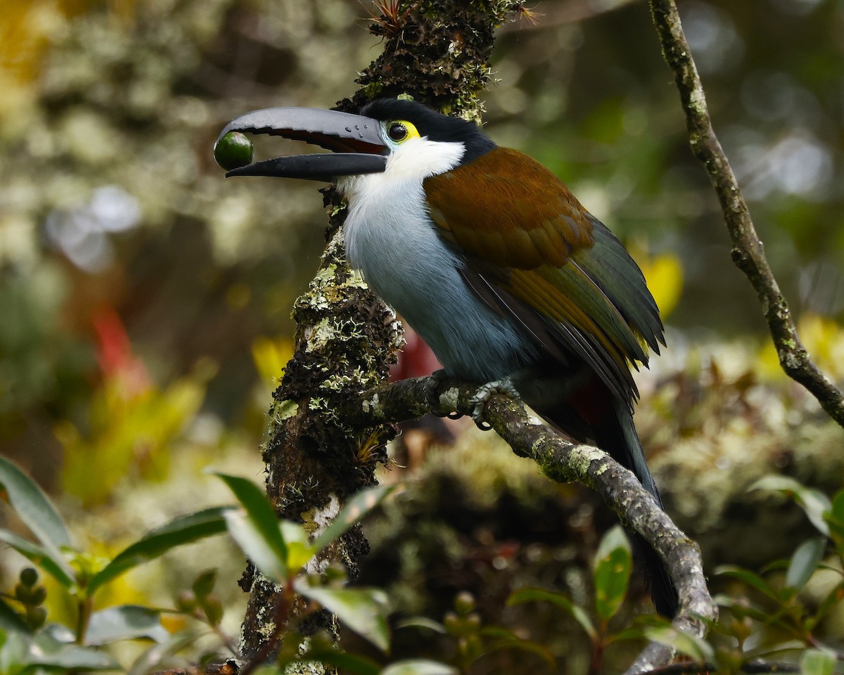 Black-billed Mountain-Toucan - ML641533884
