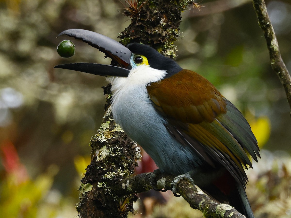 Black-billed Mountain-Toucan - ML641533885