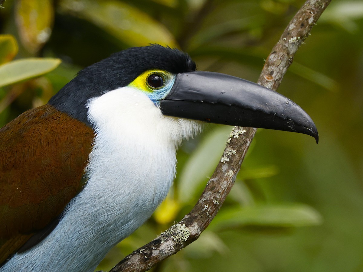 Black-billed Mountain-Toucan - ML641533886