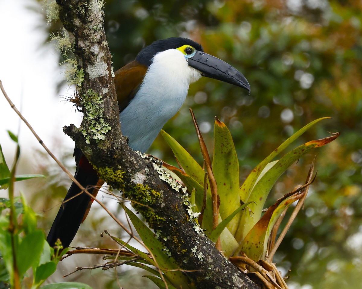 Black-billed Mountain-Toucan - ML641533887