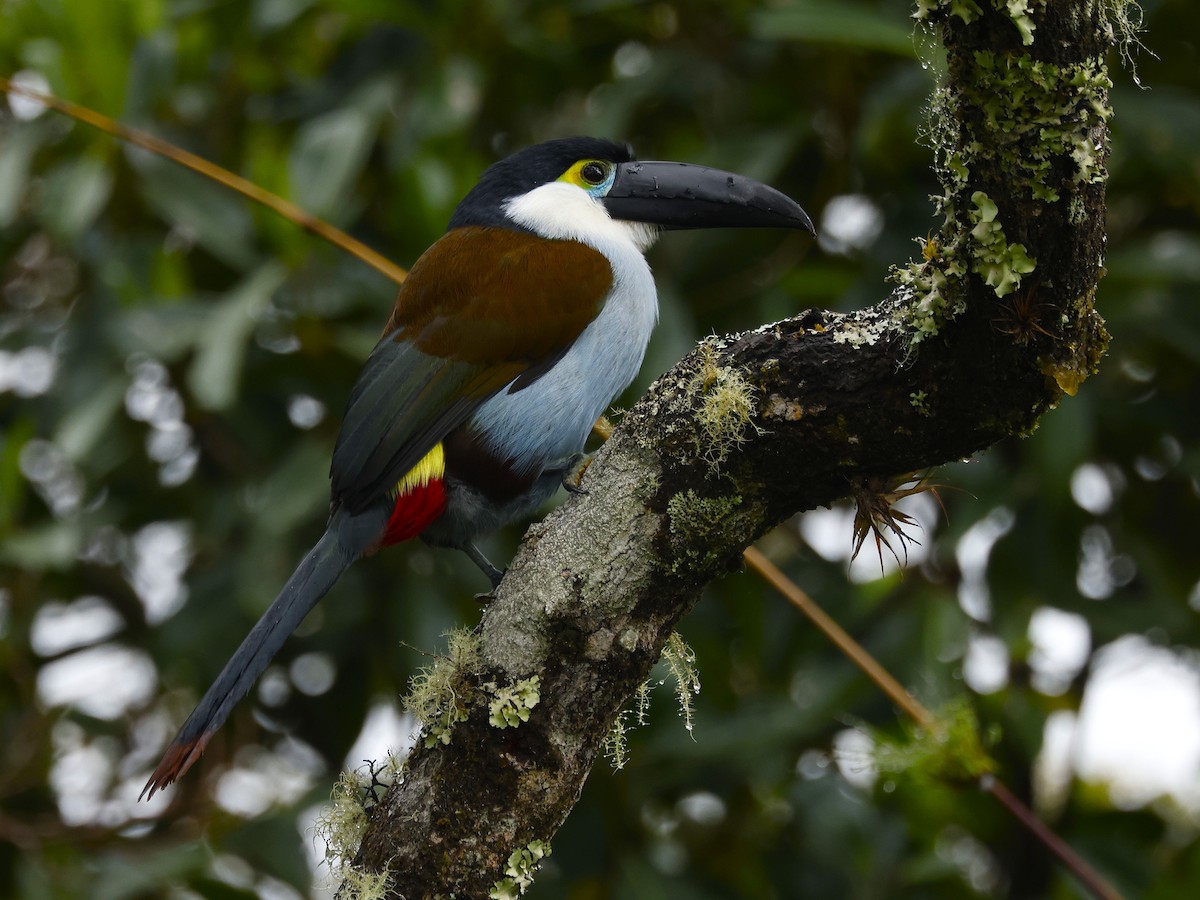 Black-billed Mountain-Toucan - ML641533888