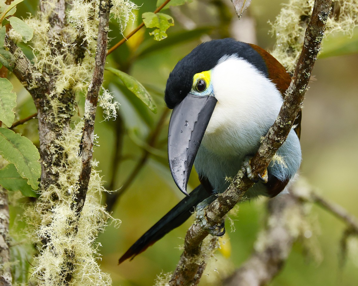 Black-billed Mountain-Toucan - ML641533889