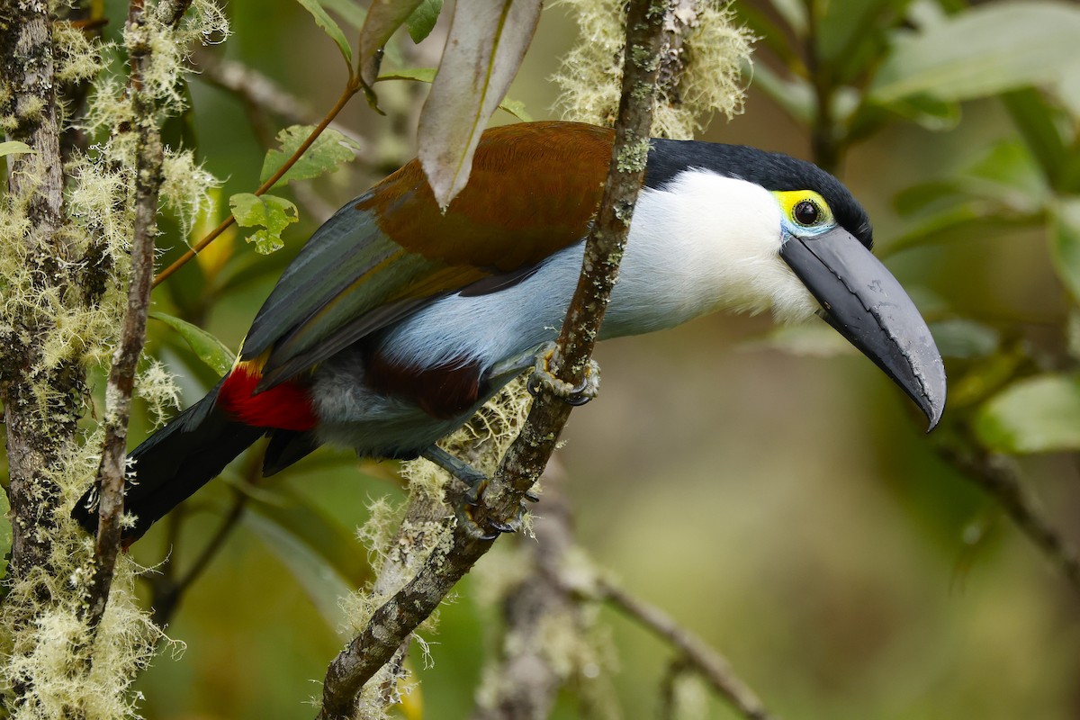 Black-billed Mountain-Toucan - ML641533890