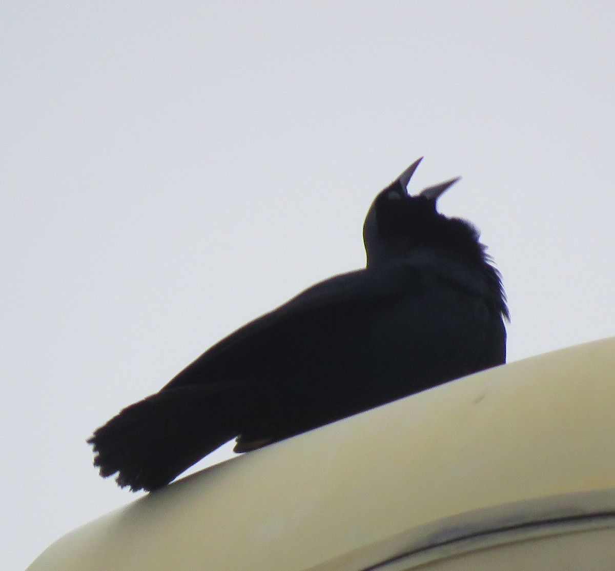 Scrub Blackbird - ML641533905