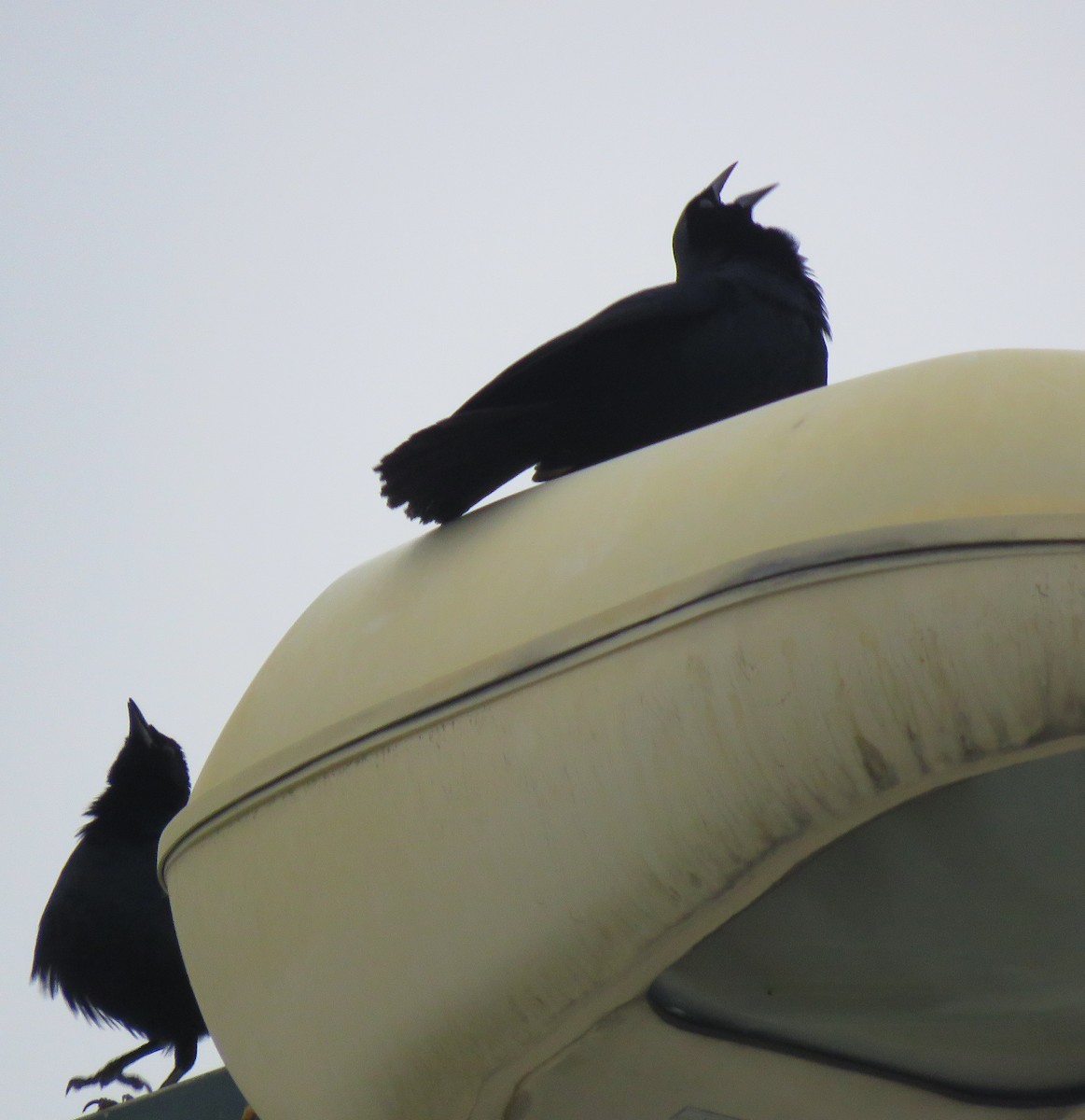 Scrub Blackbird - ML641533906
