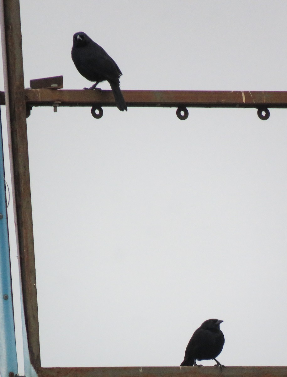 Scrub Blackbird - ML641533917