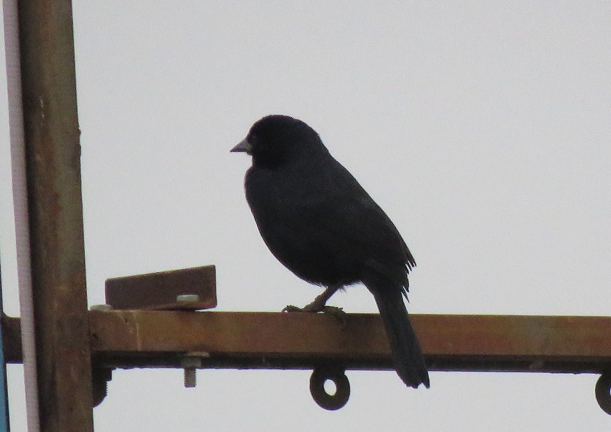 Scrub Blackbird - ML641533918