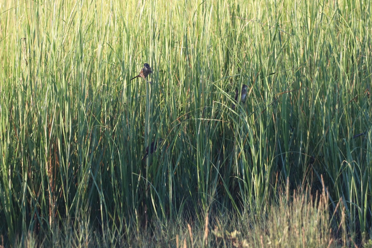 Seaside Sparrow - ML641533922