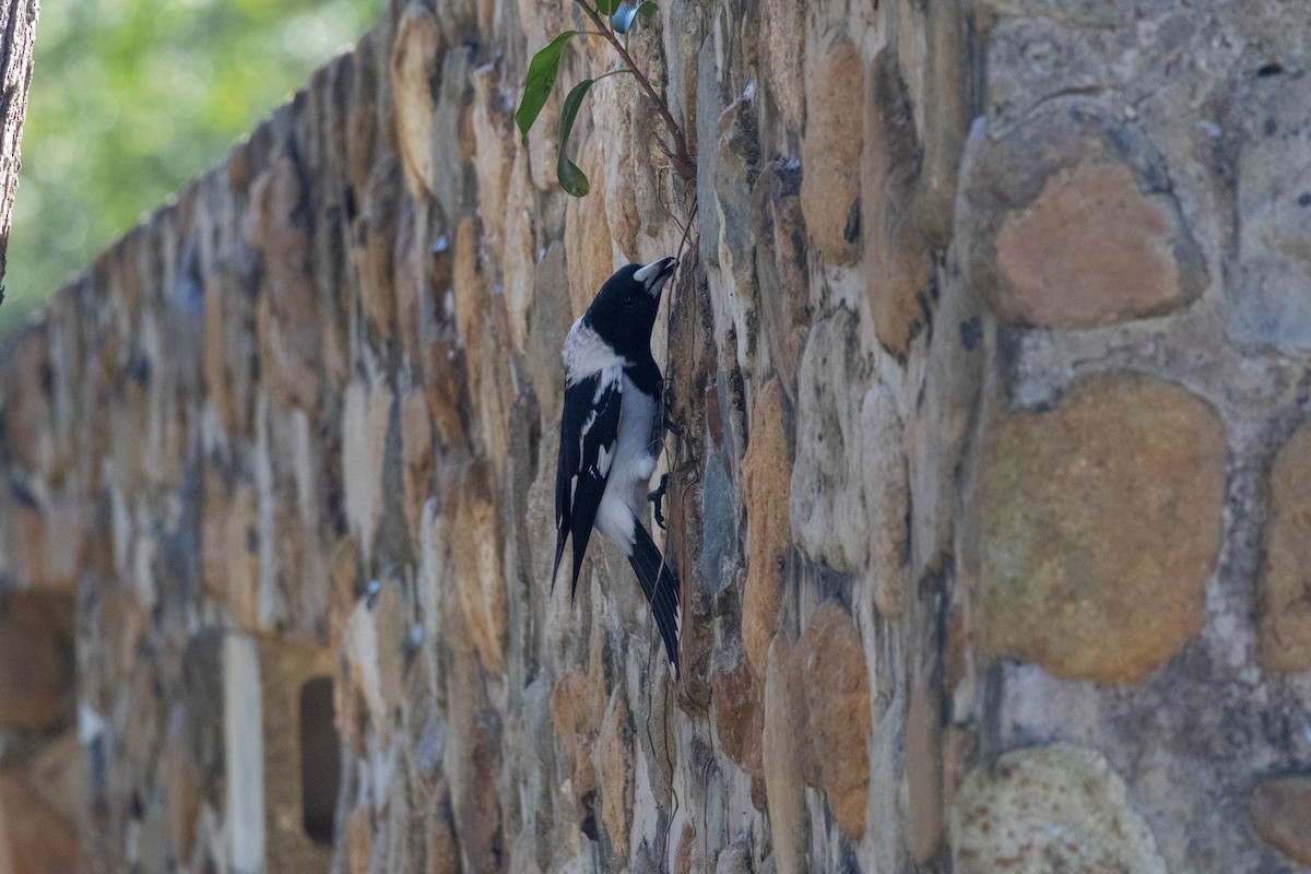 Pied Butcherbird - ML641533932