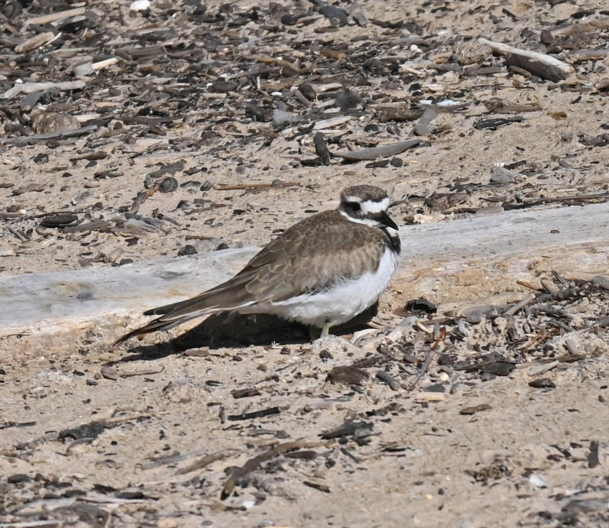 Killdeer - ML641534055