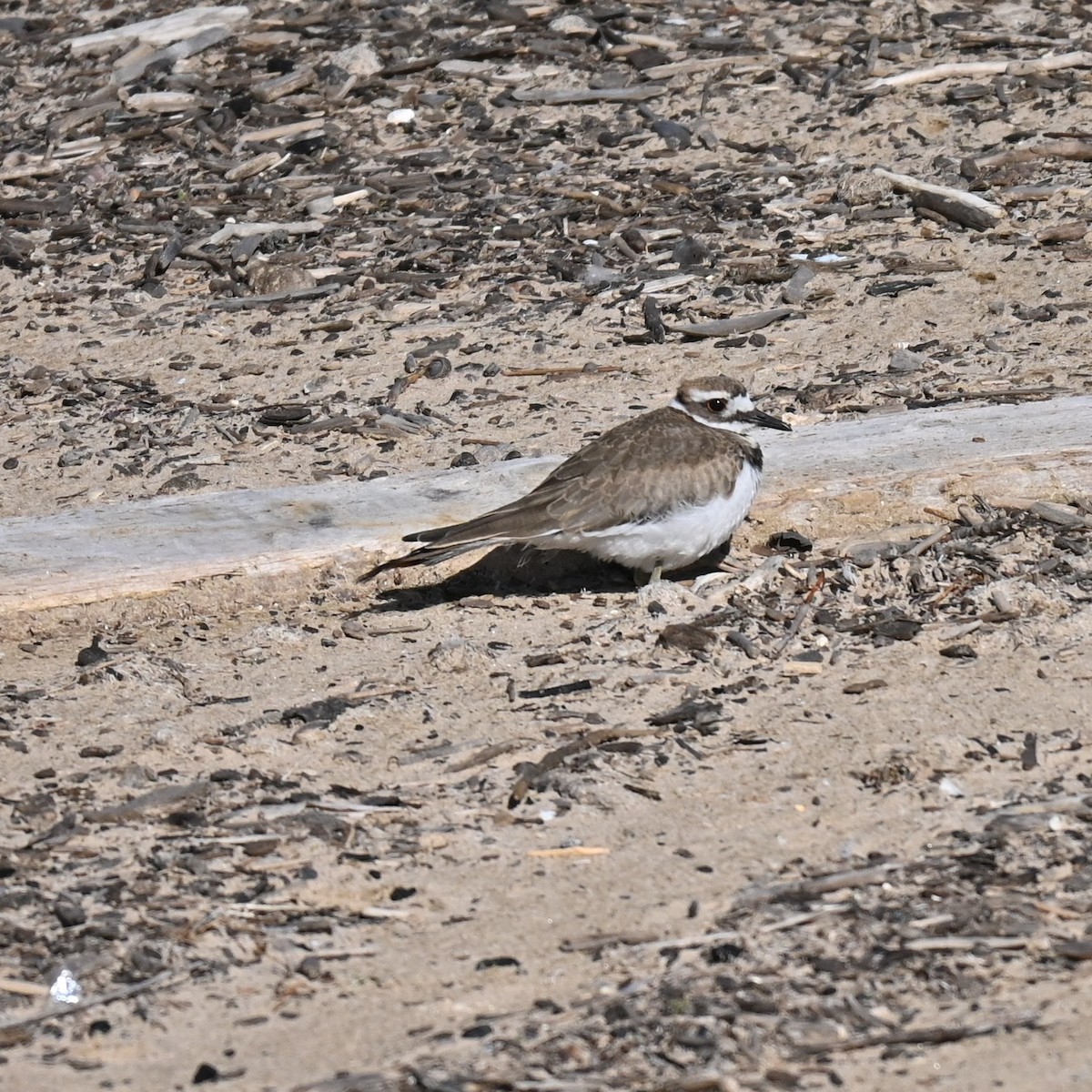Killdeer - ML641534056