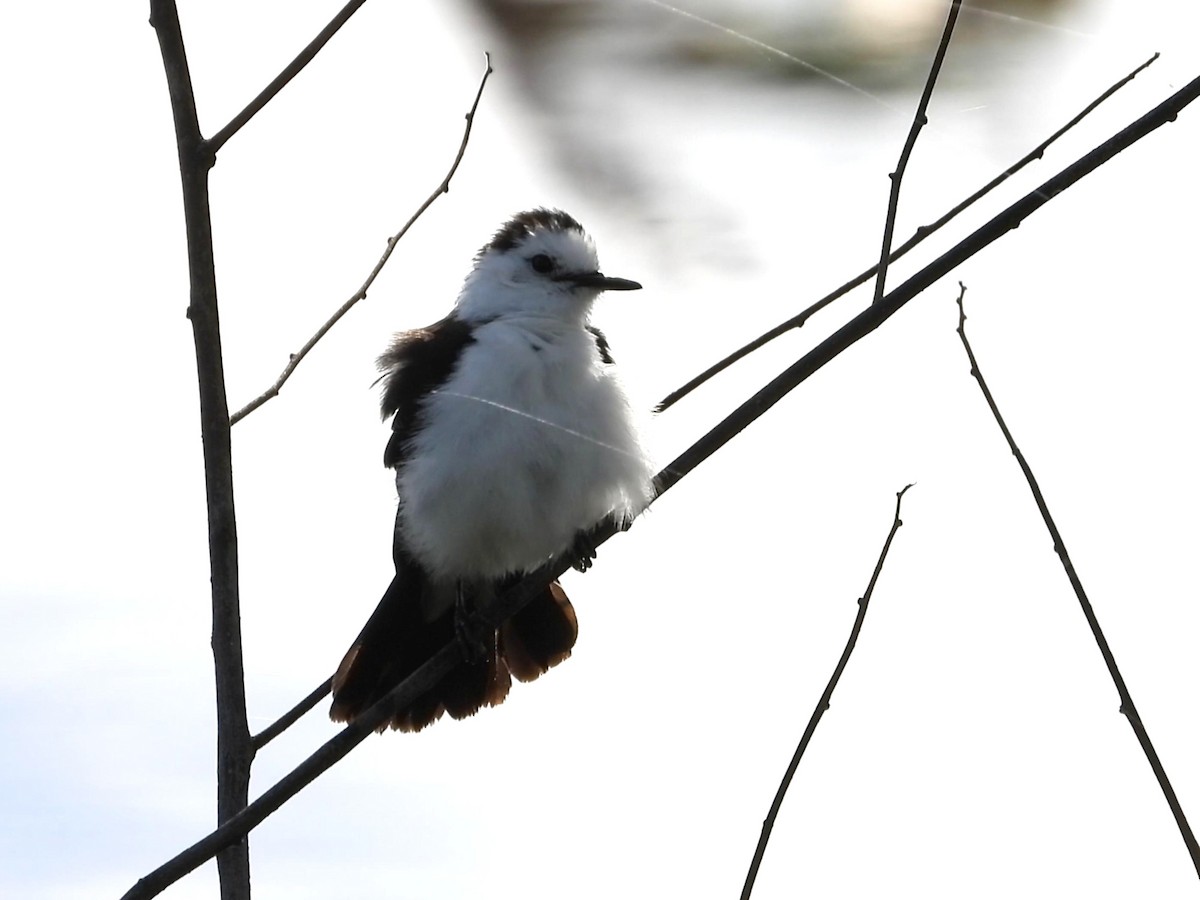 Black-backed Water-Tyrant - ML641534063