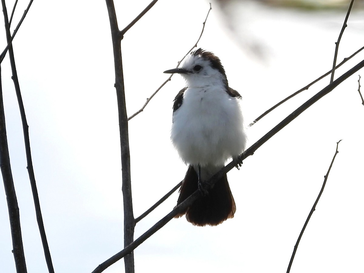 Black-backed Water-Tyrant - ML641534064