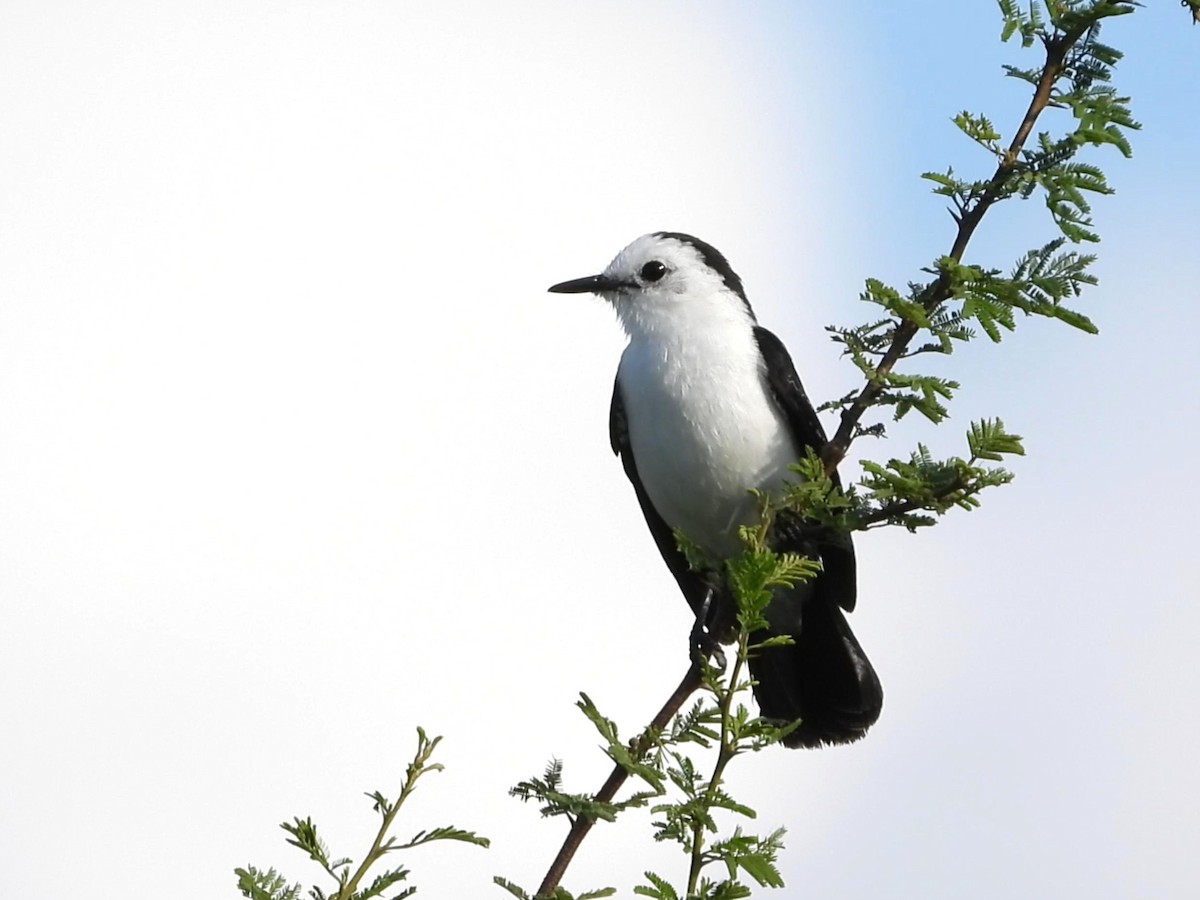 Black-backed Water-Tyrant - ML641534065