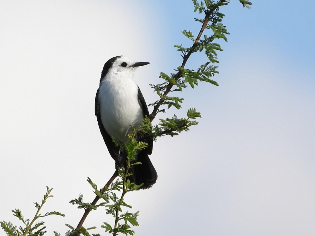 Black-backed Water-Tyrant - ML641534066